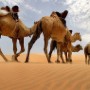 A Senegalese camel tender leads his camels across the sand dunes in the Lompoul desert, Western Senegal, Sunday 16 May 2004. The Lompoul Desert in Senegal is an anomaly in the mostly semi-arid environment of this part of Africa. About 15 years ago locals decided to control the encroaching vegetation around the 10 mile wide desert and thus preserve it as a tourist attraction. Today the desert attracts tourists who have the opportunity to camp in the desert only 250 kilometers north of the Capital Dakar.