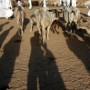 Sudanese men examine cattle for sale at the livestock market in Zalingei, Western Darfur, Sudan on Thursday 14 October 2004. The area around Zalingei is considered strategically important in Darfur owing to its agriculture and livestock. Fighting continues there between rebel SLA and government forces.  