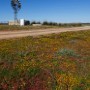 Wild flowers grow along a road past a wind pump in the Namaqualand plains of Nieuwoudtville, Northern Cape, South Africa, 17 August 2010. The 2010 season has been one of the driest seasons in five years and has produced only a fraction of the usual number of wild flowers usually seen during this period. Most of the flowers belong to the different species of daisies. The Namaqua National Park was established to protect this unique phenomenon.  