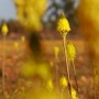 Yellow Bulbinella flowers in the Namaqualand plains of Nieuwoudtville, Northern Cape, South Africa, 17 August 2010. The 2010 season has been one of the driest seasons in five years and has produced only a fraction of the usual number of wild flowers usually seen during this period. Most of the flowers belong to the different species of daisies. The Namaqua National Park was established to protect this unique phenomenon. 