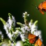 Acraea butterflies collect nectar from mint flowers in a valley of the Table Mountain in Cape Town, South Africa.  
