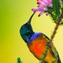 An Orange breasted Sunbird ( Anthobaphes violacea ) sucks nectar from an Erica flower in a valley of the Table Mountain National Park in Cape Town, South Africa 14 February 2011. This sunbird is endemic to the fynbos habitat of southwestern South Africa. Situated at the southwestern tip of Africa, the Table Mountain National Park is part of the Cape Floristic Region World Heritage Site. The Park is recognised globally for its extraordinarily rich, diverse and unique fauna and flora. Nowhere else in the world does an area of such rich bio-diversity exist almost entirely within a metropolitan area.