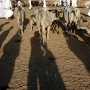 Sudanese men examine cattle for sale at the livestock market in Zalingei, Western Darfur, Sudan on Thursday 14 October 2004. The area around Zalingei is considered strategically important in Darfur owing to its agriculture and livestock. Fighting continues there between rebel SLA and government forces.  