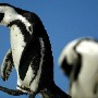 An African penguin walks on a rock amongst a colony of penguins in Cape Town, South Africa Wednesday 08 March 2006. The Southern African Foundation for the Conservation of Coastal Birds (SANCCOB) reports that there has been a succesful rehabilitation and re-integration of hundreds of African penguins that were found covered in oil and rescued in 2005. The source of the oil was thought to be from rouge ships captains illegally flushing bilges in Cape waters. After several months of rehabilitation they were released back into the wild. Large colonies of African penguins exist around the Cape and are a uniqe tourist attraction due to their calm nature around humans. 